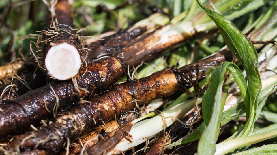feketegyoker Scorzonera hispanica