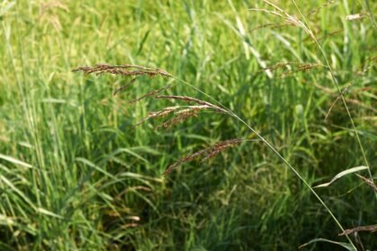 Fenyércirok növények, zöld háttérrel, napsütésben.
