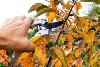 Őszi gyümölcsfa metszése, szerszám a levelek között.