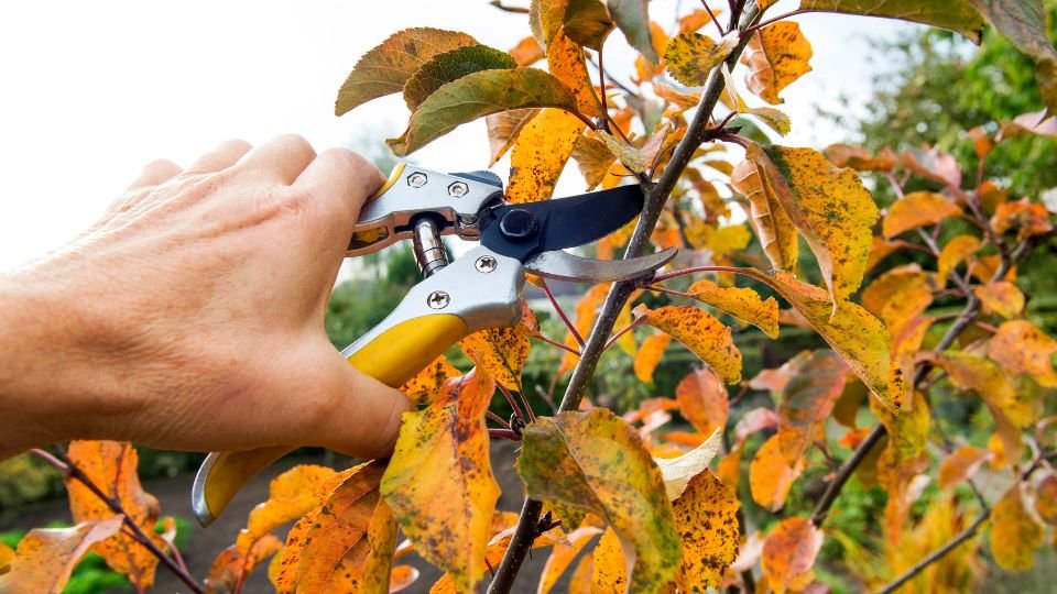 Őszi gyümölcsfa metszése, szerszám a levelek között.
