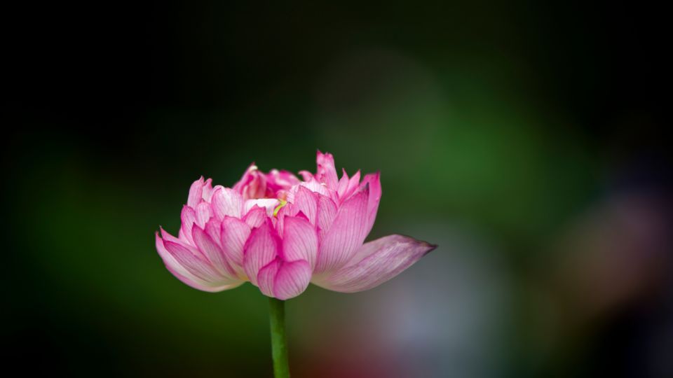 indiai lotusz Nelumbo nucifera 1