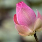 indiai lotusz Nelumbo nucifera