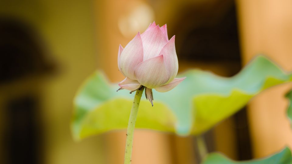 indiai lotusz Nelumbo nucifera 2