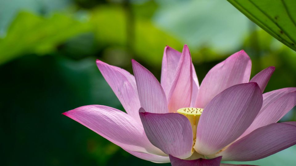 indiai lotusz Nelumbo nucifera 3