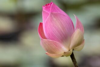 indiai lotusz Nelumbo nucifera