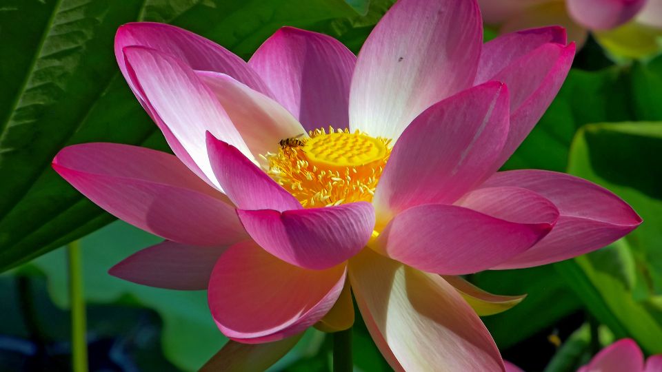indiai lotusz Nelumbo nucifera 4
