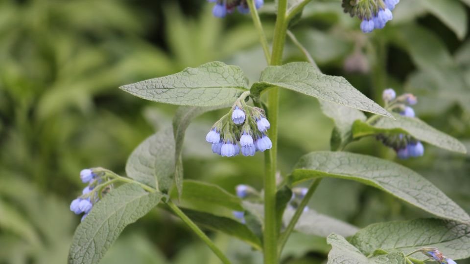 Kaukázusi nadálytő virágai, kék színű harang alakú virágokkal és zöld levelekkel.
