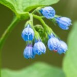 Kaukázusi nadálytő virágai, kék színű, csoportos virágzásban