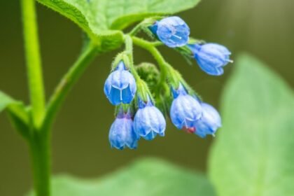Kaukázusi nadálytő virágai, kék színű, csoportos virágzásban