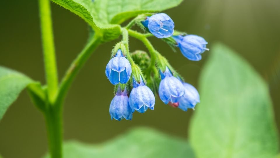 Kaukázusi nadálytő virágai, kék színű, csoportos virágzásban