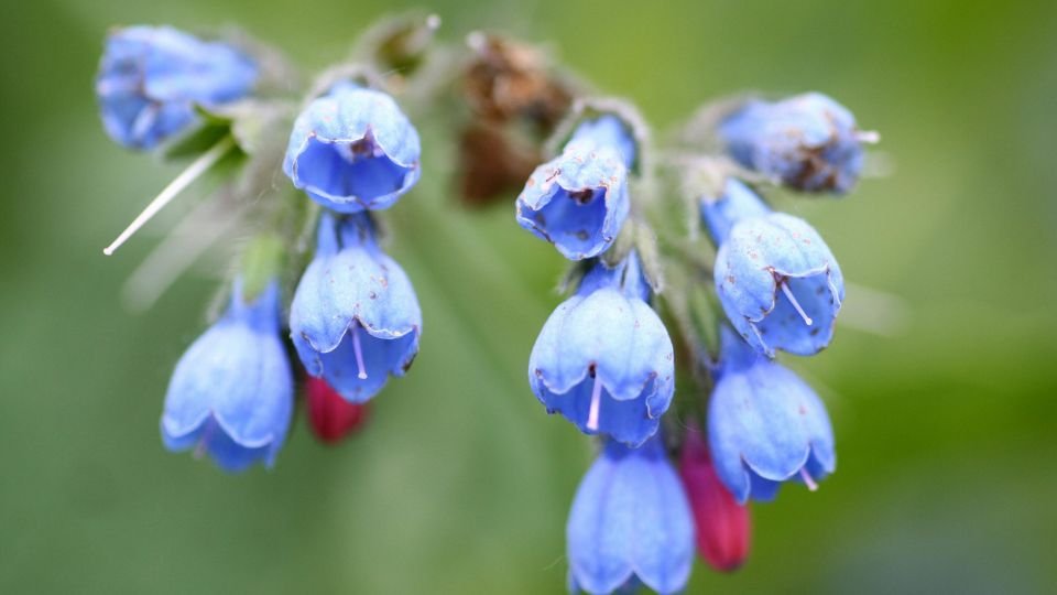 Kaukázusi nadálytő kék virágai, zöld háttér előtt.