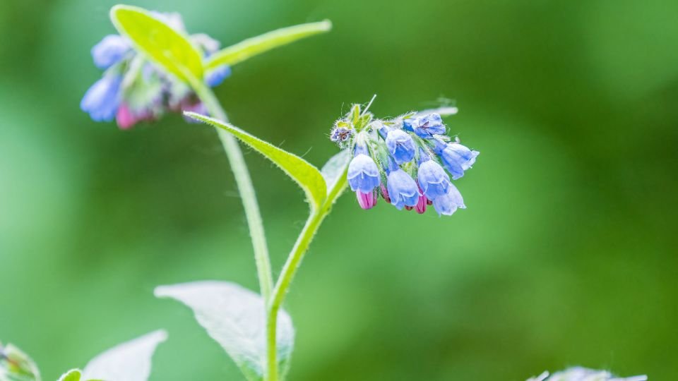 Kaukázusi nadálytő virágai, kék és rózsaszín árnyalatokban, zöld háttér előtt.