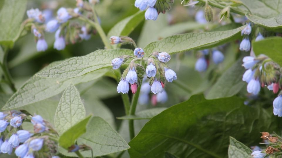 Kaukázusi nadálytő virágai, kék és rózsaszín árnyalatokkal, zöld levelek között.