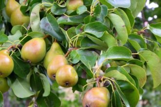 Körtefán érett körte gyümölcsök zöld levelek között.