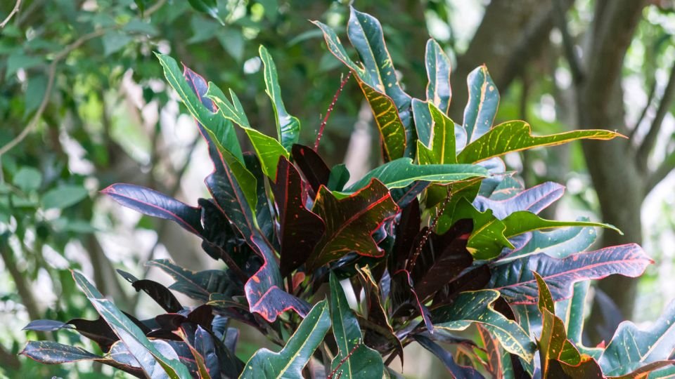Színes kroton növény levelei, zöld és bordó árnyalatokkal, természetes környezetben.