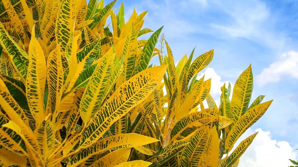 Színes kroton levelek, zöld és sárga árnyalatokkal, világos háttérrel.