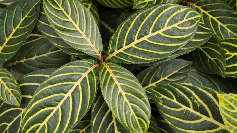Közelkép egy kroton növény leveleiről, élénk zöld színnel és sárga erezettel.
