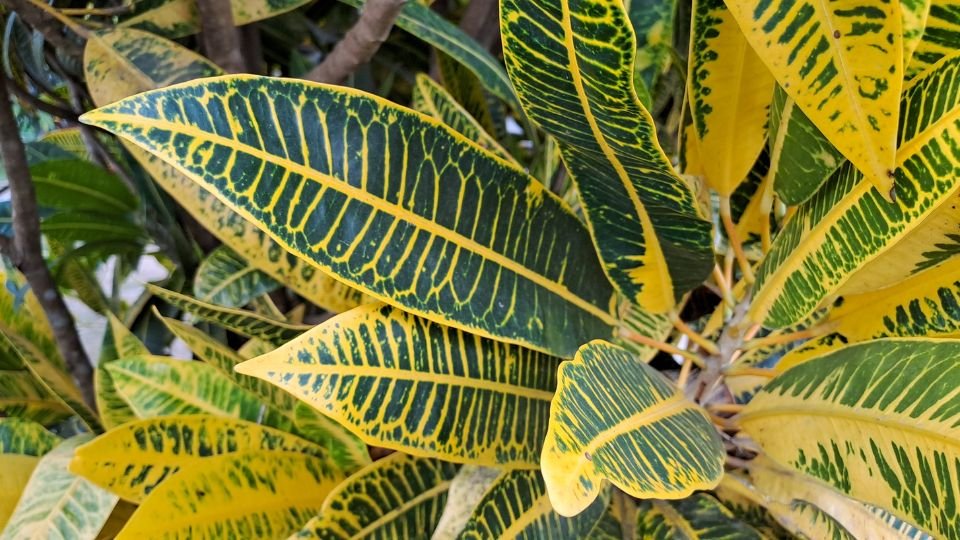 Színes kroton levelek, sárga és zöld mintázattal, dús növényzetben.