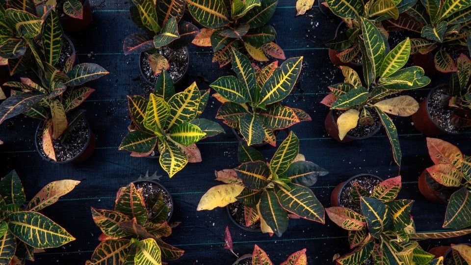 Színes kroton növények cserépben, változatos levelekkel és mintázattal.