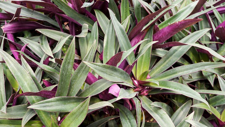 Lándzsalevél (Tradescantia spathacea) zöld és lila levelekkel, sűrűn növő növény.