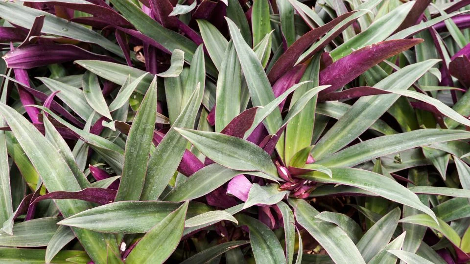 Lándzsalevél (Tradescantia spathacea) zöld és lila levelekkel, sűrűn növő növény.