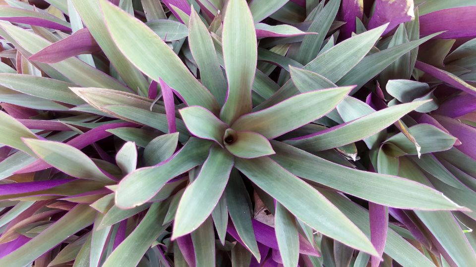 Lándzsalevél (Tradescantia spathacea) zöld és lila levelekkel, sűrűn növekvő növénycsoport.