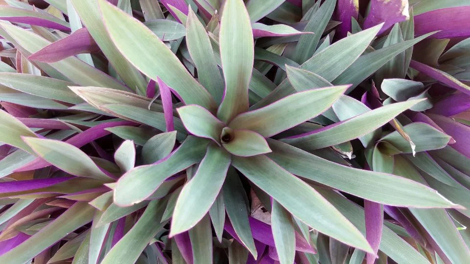 Lándzsalevél (Tradescantia spathacea) zöld és lila levelekkel, sűrűn növekvő növénycsoport.