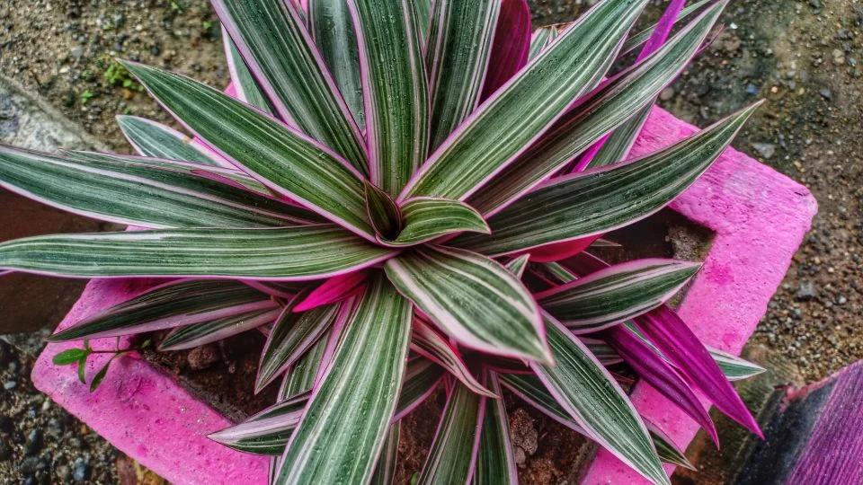 Színes lándzsalevél növény, pink virágcserépben, zöld és rózsaszín csíkokkal.