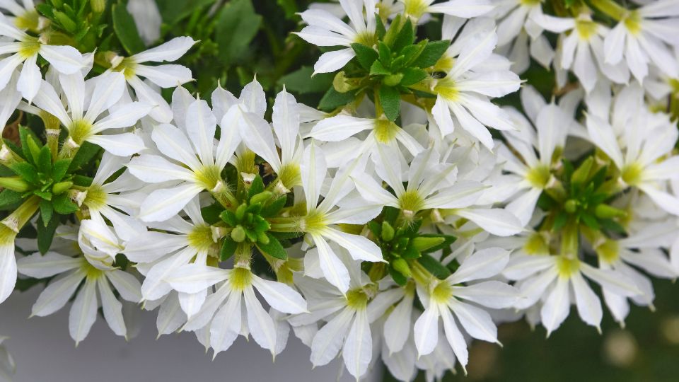 Gyönyörű legyezővirág a kertben A legyezővirág (Scaevola aemula) gyönyörű, fehér virágokkal borított növény, amely szemet gyönyörködtető látványt nyújt.