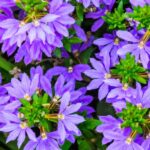 legyezovirag Scaevola aemula