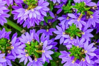 Színes legyezővirágok (Scaevola aemula) virágai, lila árnyalatokban, zöld levelekkel.