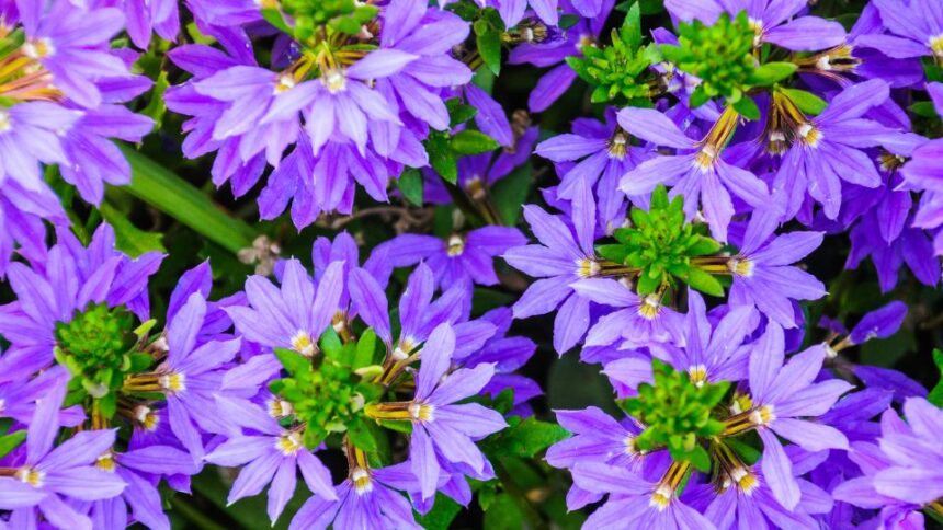 legyezovirag Scaevola aemula