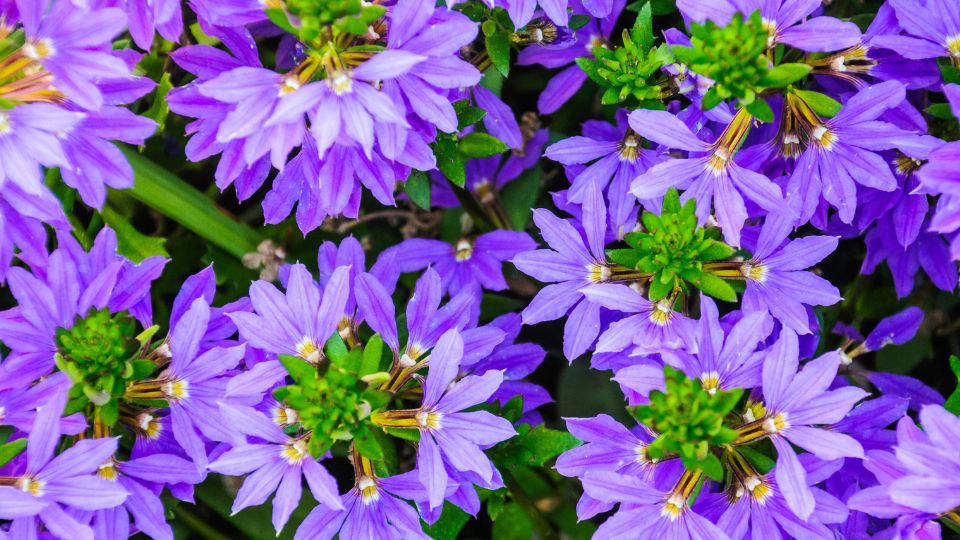 Színes legyezővirágok (Scaevola aemula) virágai, lila árnyalatokban, zöld levelekkel.