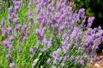 Színes levendulák virágzó mezője, zöld levelekkel körülvéve.