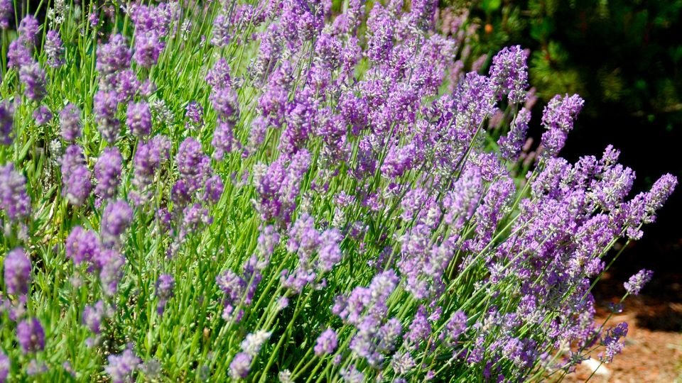 Színes levendulák virágzó mezője, zöld levelekkel körülvéve.