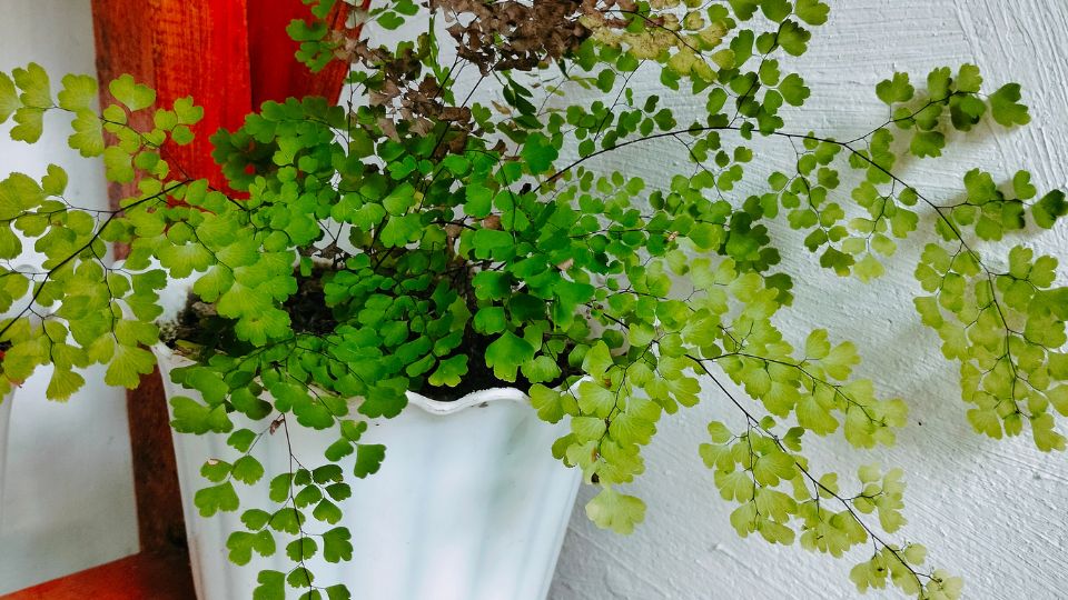 lilanyelu venuszfodorka Adiantum raddianum 1