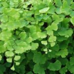lilanyelu venuszfodorka Adiantum raddianum