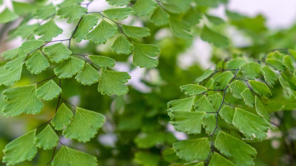 lilanyelu venuszfodorka Adiantum raddianum 2