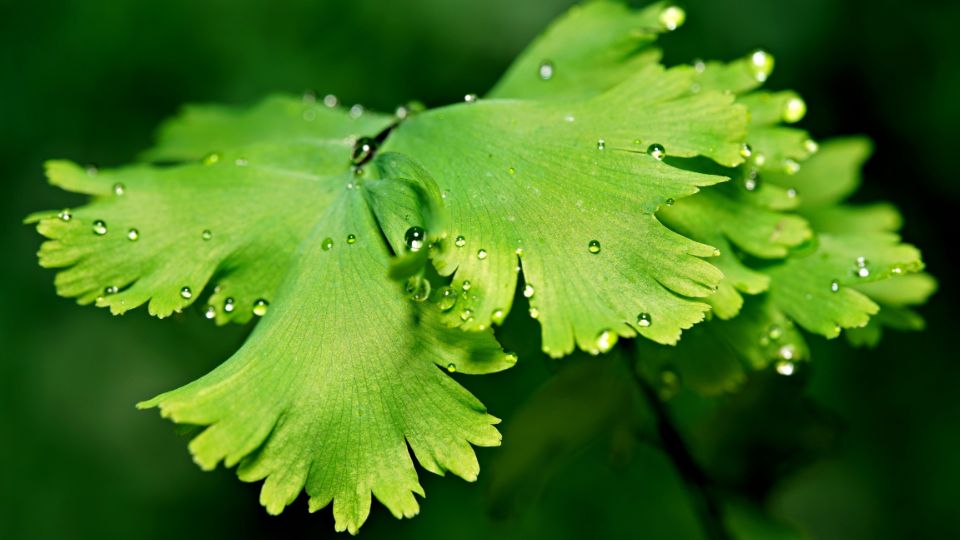 lilanyelu venuszfodorka Adiantum raddianum 3