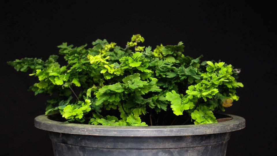 lilanyelu venuszfodorka Adiantum raddianum 4