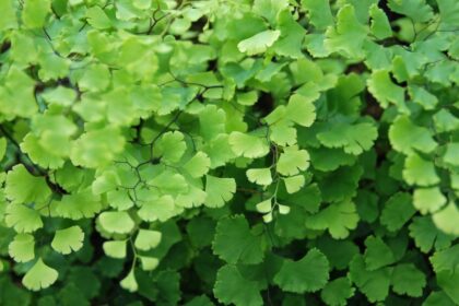 lilanyelu venuszfodorka Adiantum raddianum