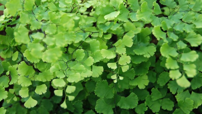 lilanyelu venuszfodorka Adiantum raddianum