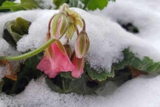 Hó alatt bújó muskátli virág, rózsaszín szirmokkal, zöld levelekkel.