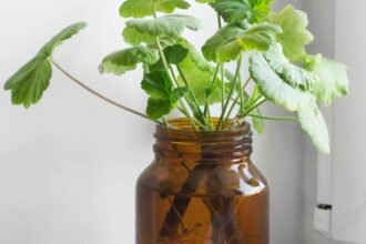 Muskátli gyökereztetése vízben egy üvegben, zöld levelekkel.