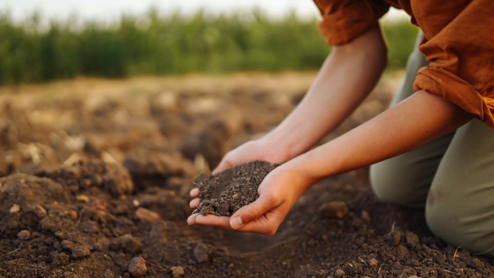 Őszi talajelőkészítés, kézben földdel, természetes környezetben.