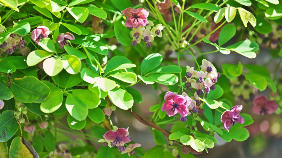 otlevelu akebia Akebia quinata 1
