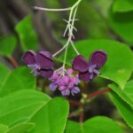 otlevelu akebia Akebia quinata