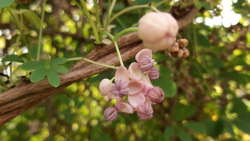 otlevelu akebia Akebia quinata 3