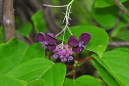 otlevelu akebia Akebia quinata
