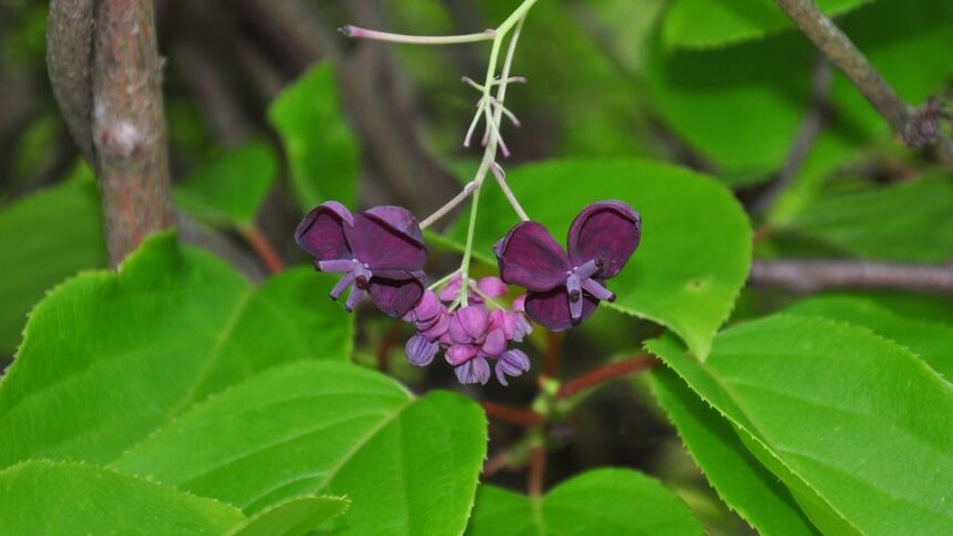otlevelu akebia Akebia quinata